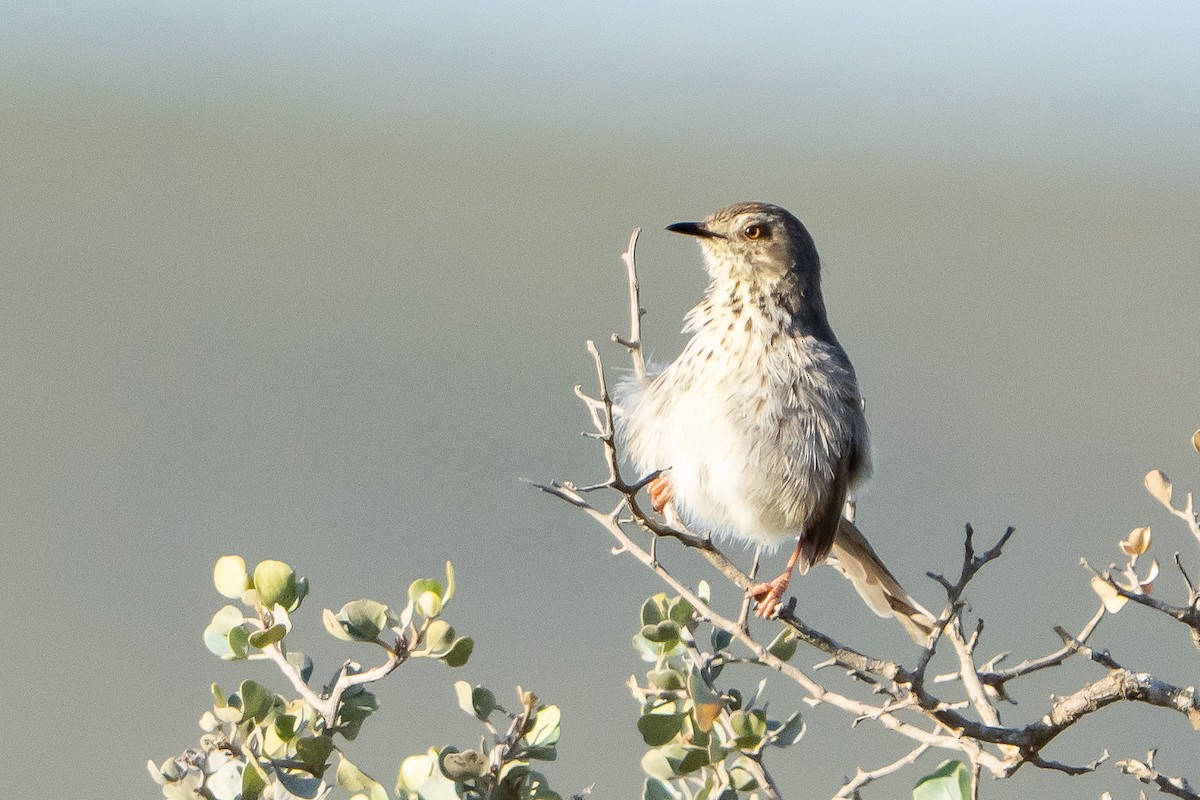 Karoo Prinia - ML646467894