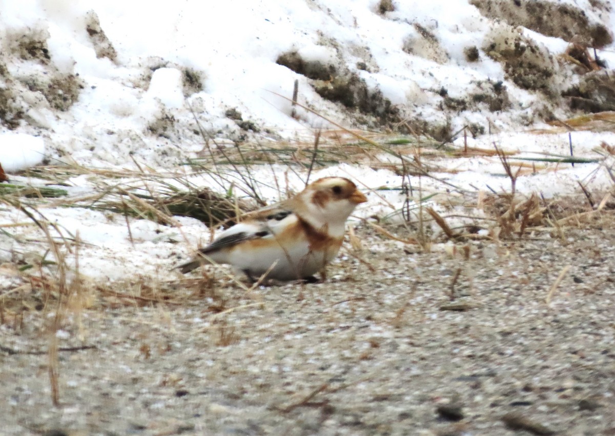 Snow Bunting - ML646467895