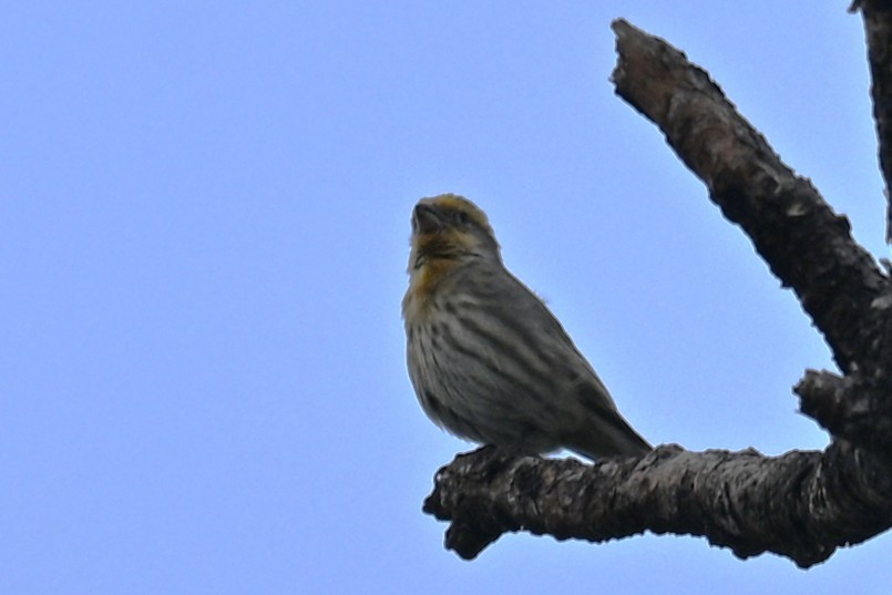House Finch - ML646467896