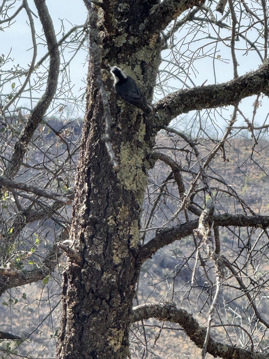 Weißbrustkleiber - ML646467897