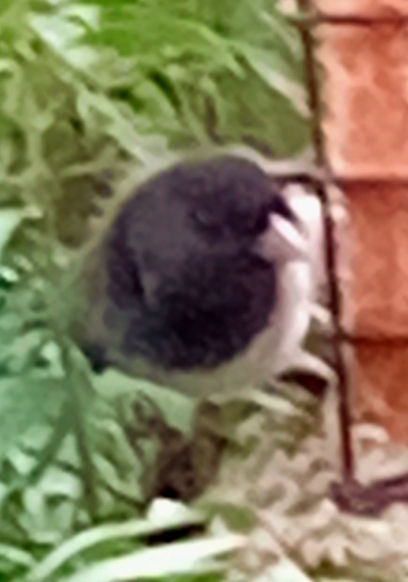 Dark-eyed Junco - ML646467898
