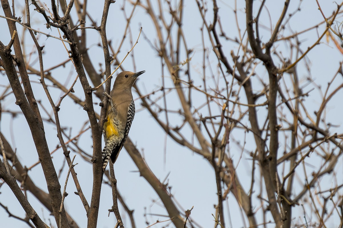 Gila Woodpecker - ML646467899