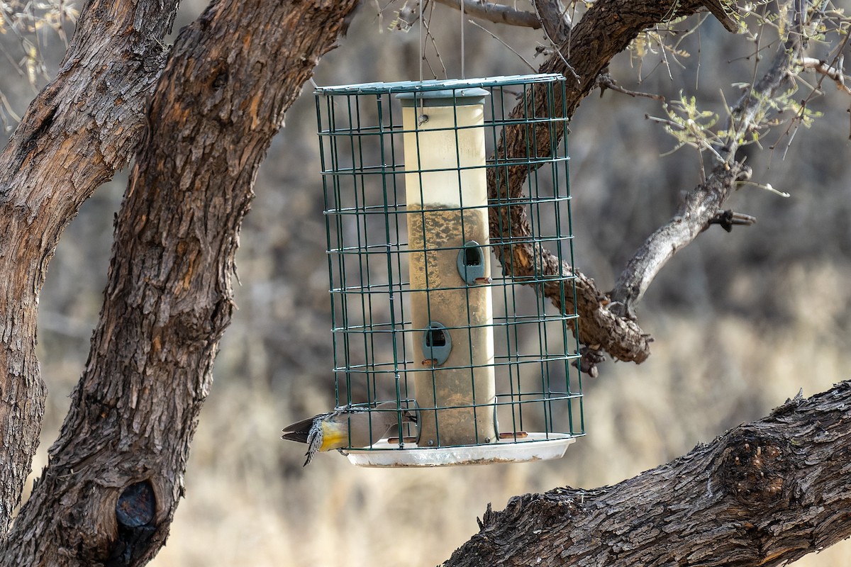 Gila Woodpecker - ML646467900