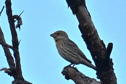 House Finch - ML646467902
