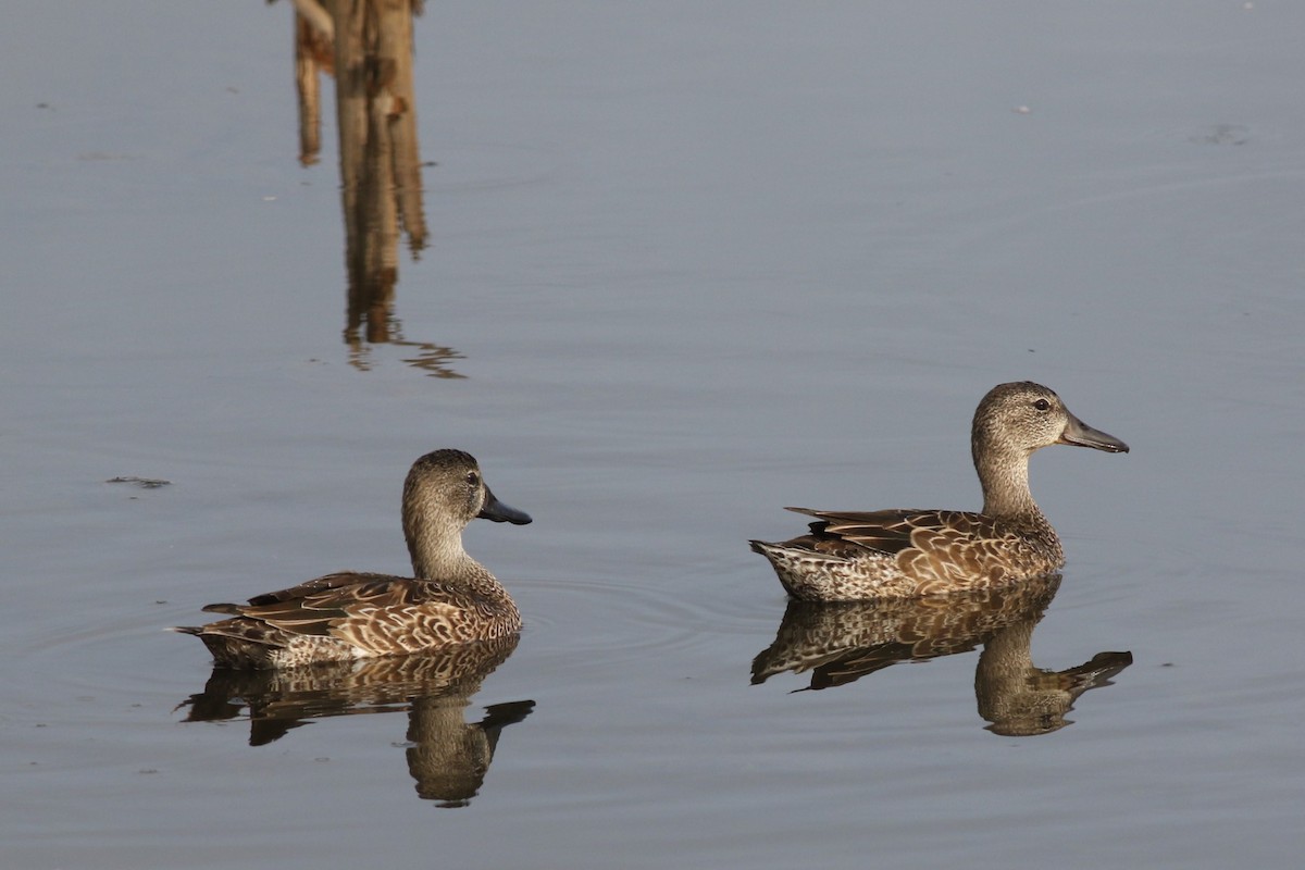 Blue-winged Teal - ML646467903