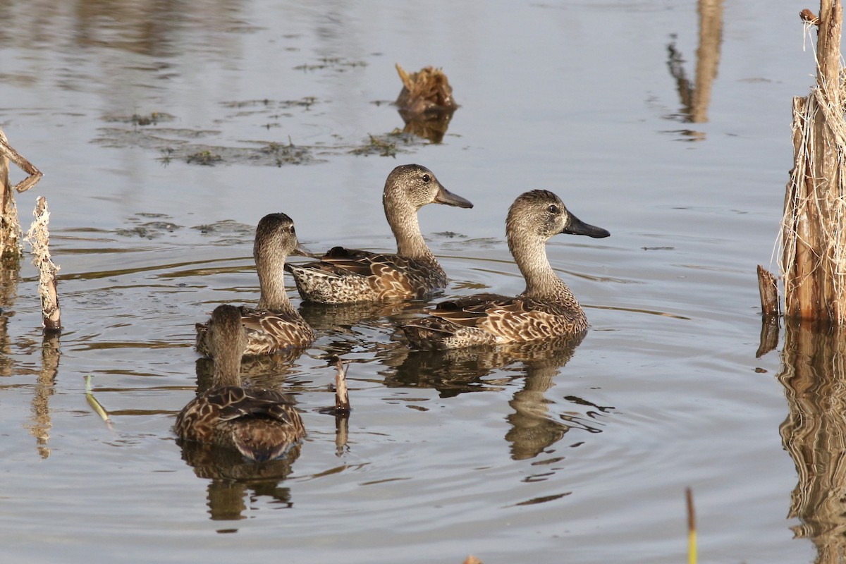 Blue-winged Teal - ML646467904