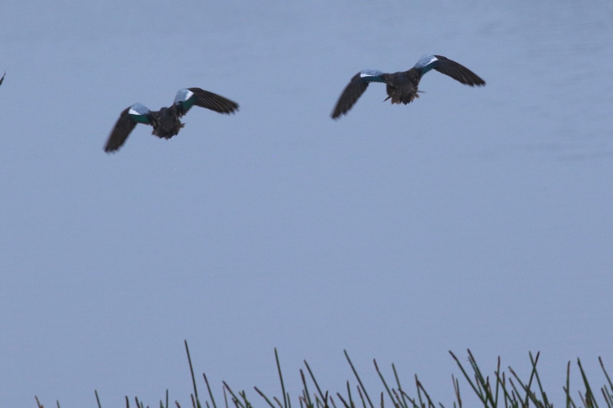 Blue-winged Teal - ML646467905