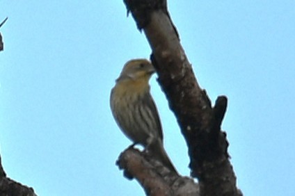 House Finch - ML646467907