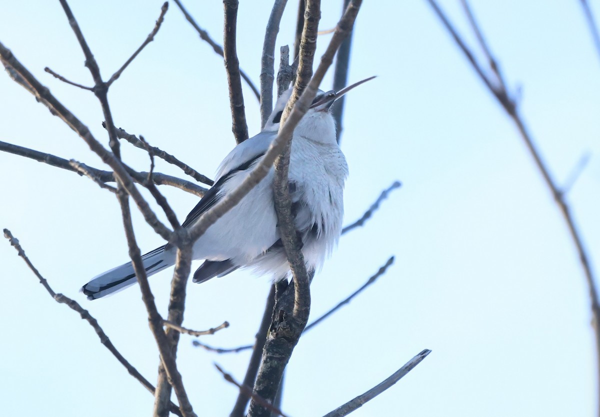 Northern Shrike - ML646467908