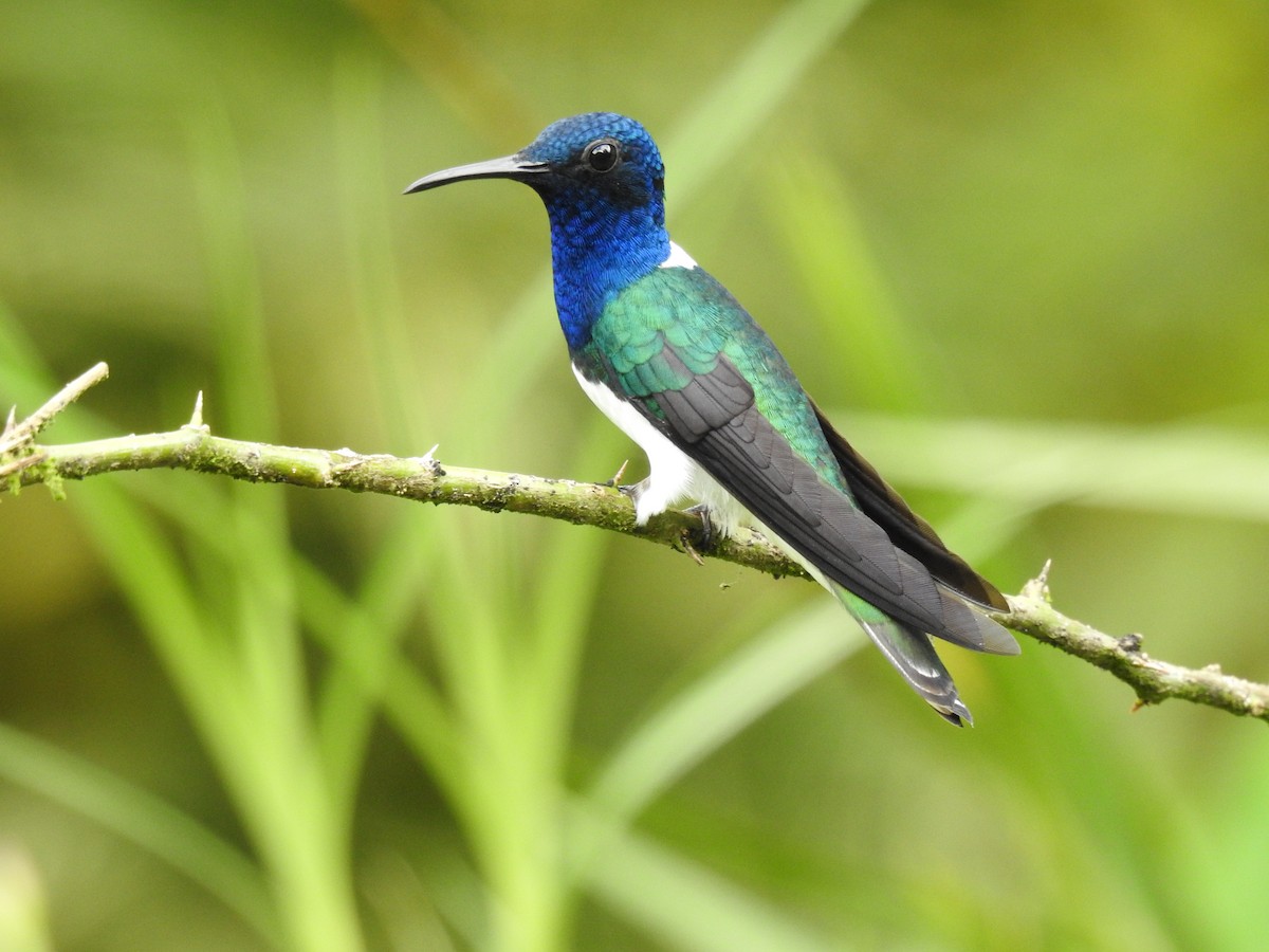 White-necked Jacobin - ML646467909