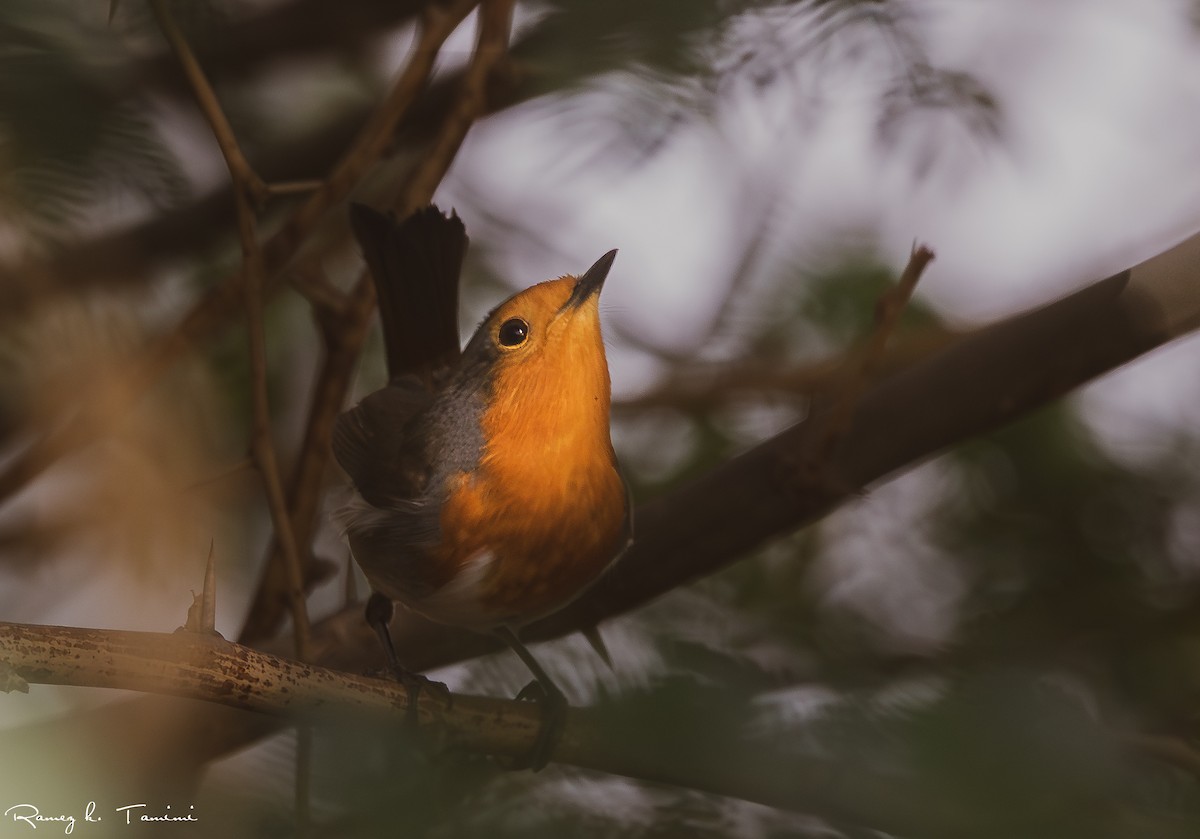 European Robin - ML646467911