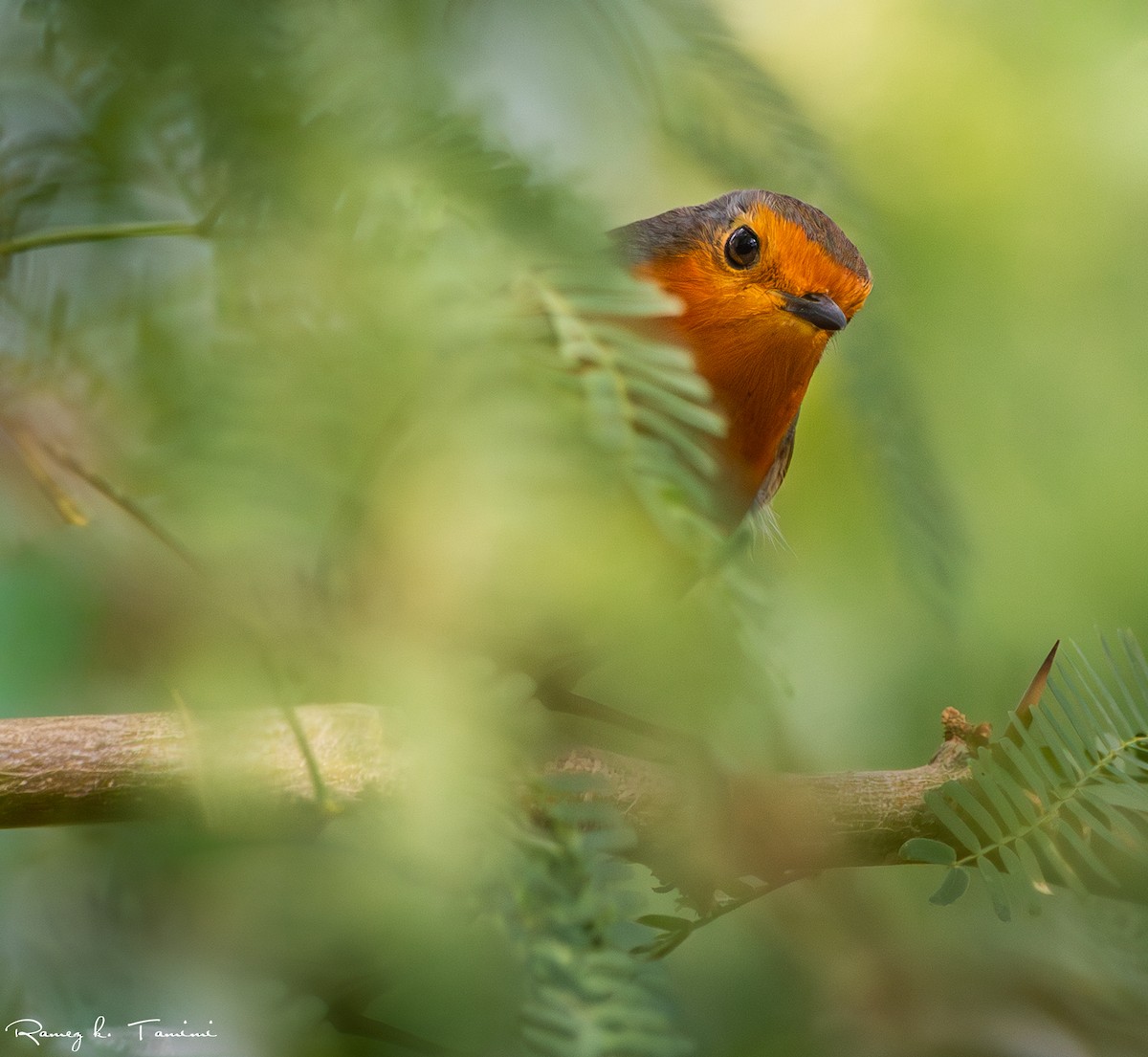 European Robin - ML646467912