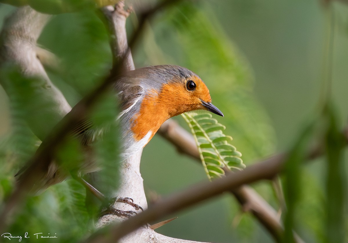 European Robin - ML646467913