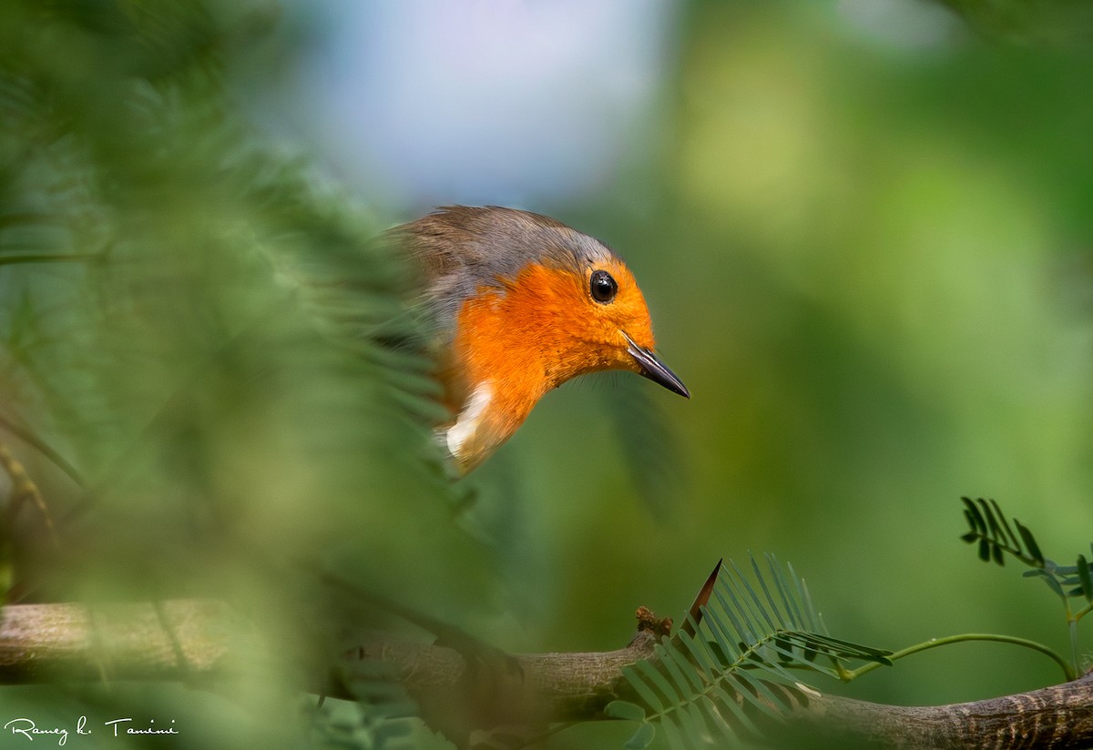 European Robin - ML646467914