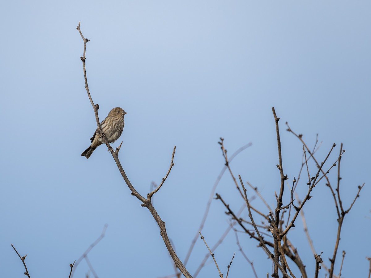 House Finch - ML646467915