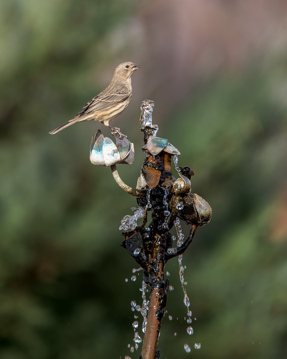 House Finch - ML646467916