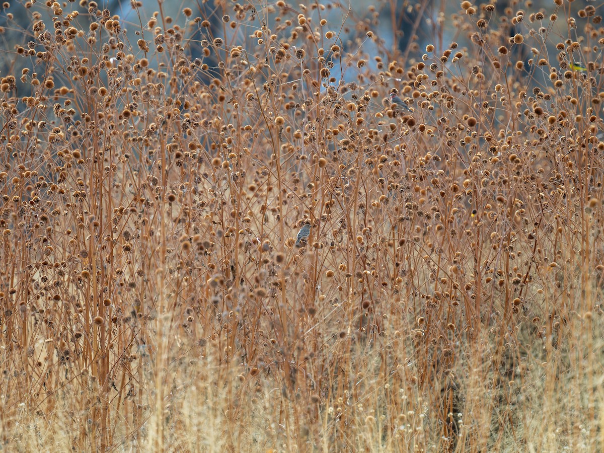 House Finch - ML646467917