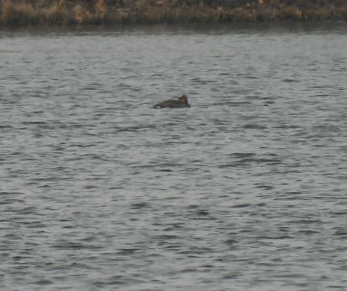 Red-breasted Merganser - ML646467918