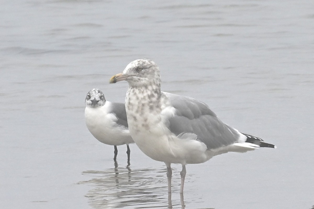 American Herring Gull - ML646467919