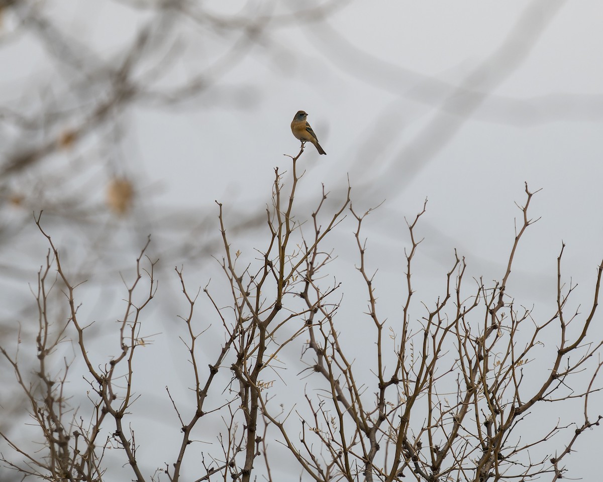 Lazuli Bunting - ML646467921