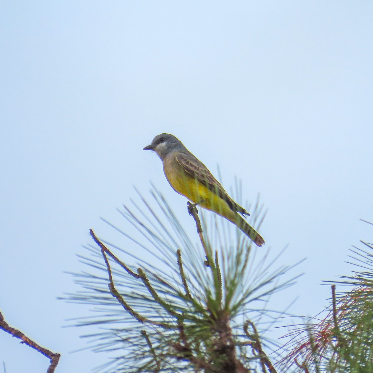 Cassin's Kingbird - ML646467923