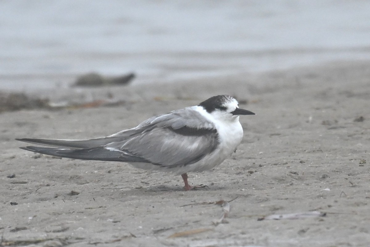 燕鷗 - ML646467926