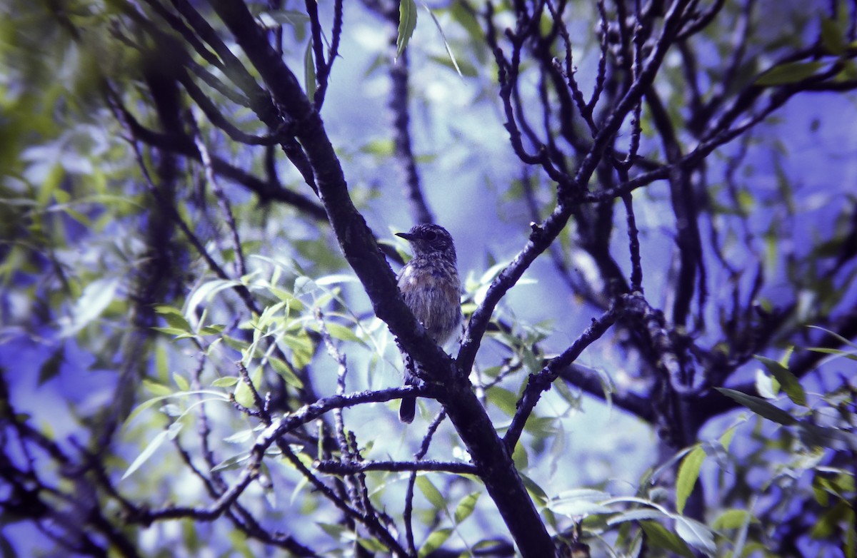 European Stonechat - ML646467927