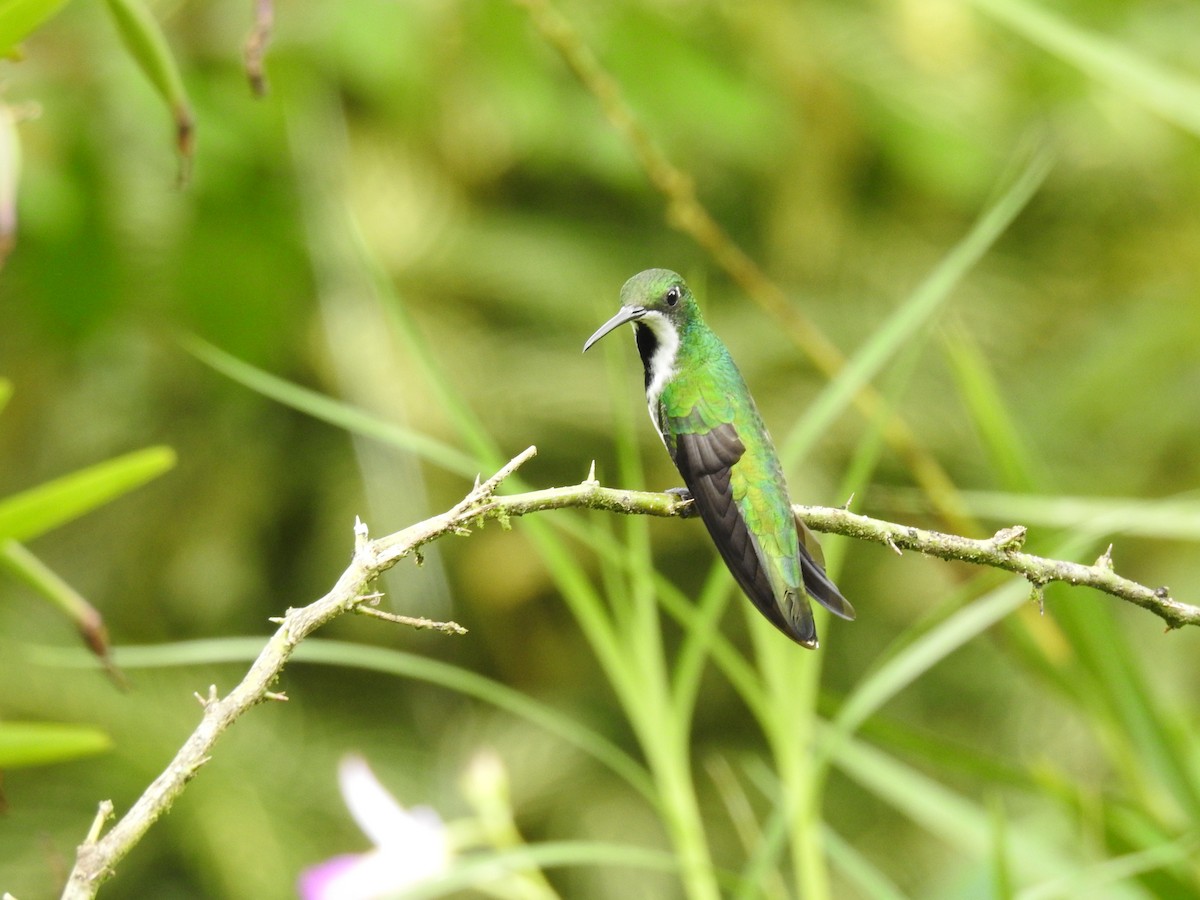 Black-throated Mango - ML646467930