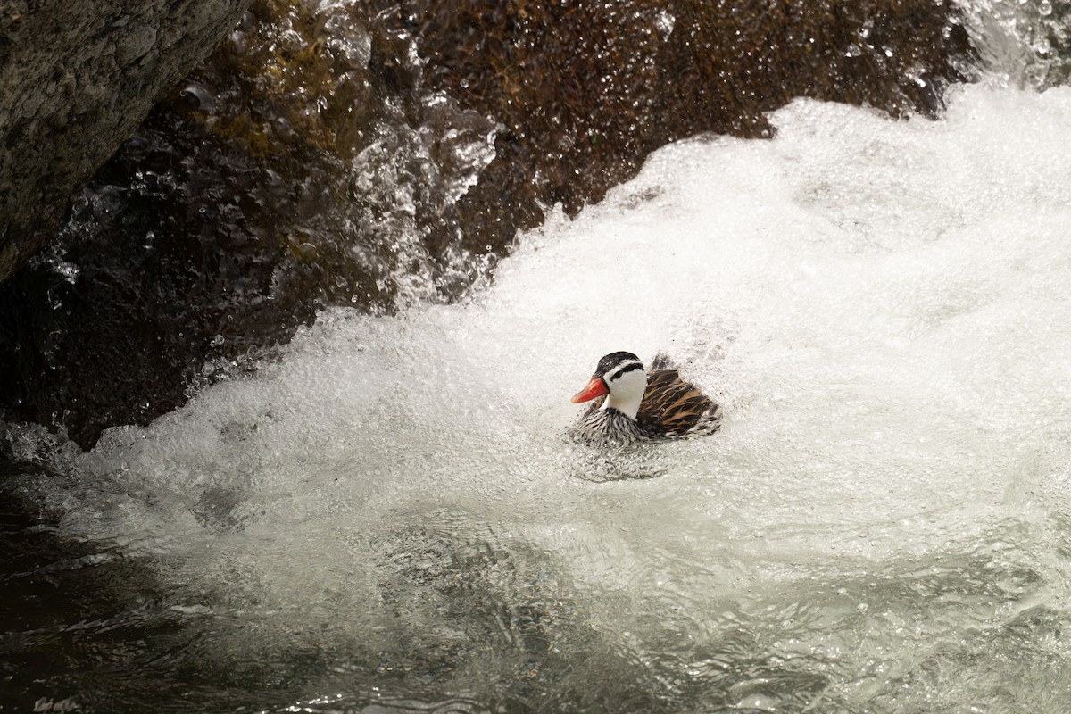 kachna bystřinná - ML646467943