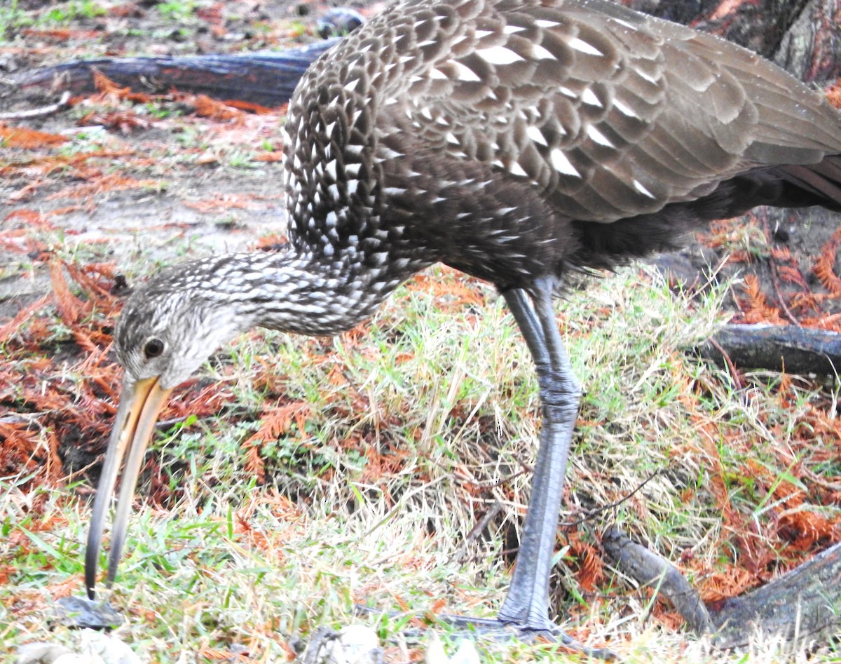 Limpkin - ML646467944