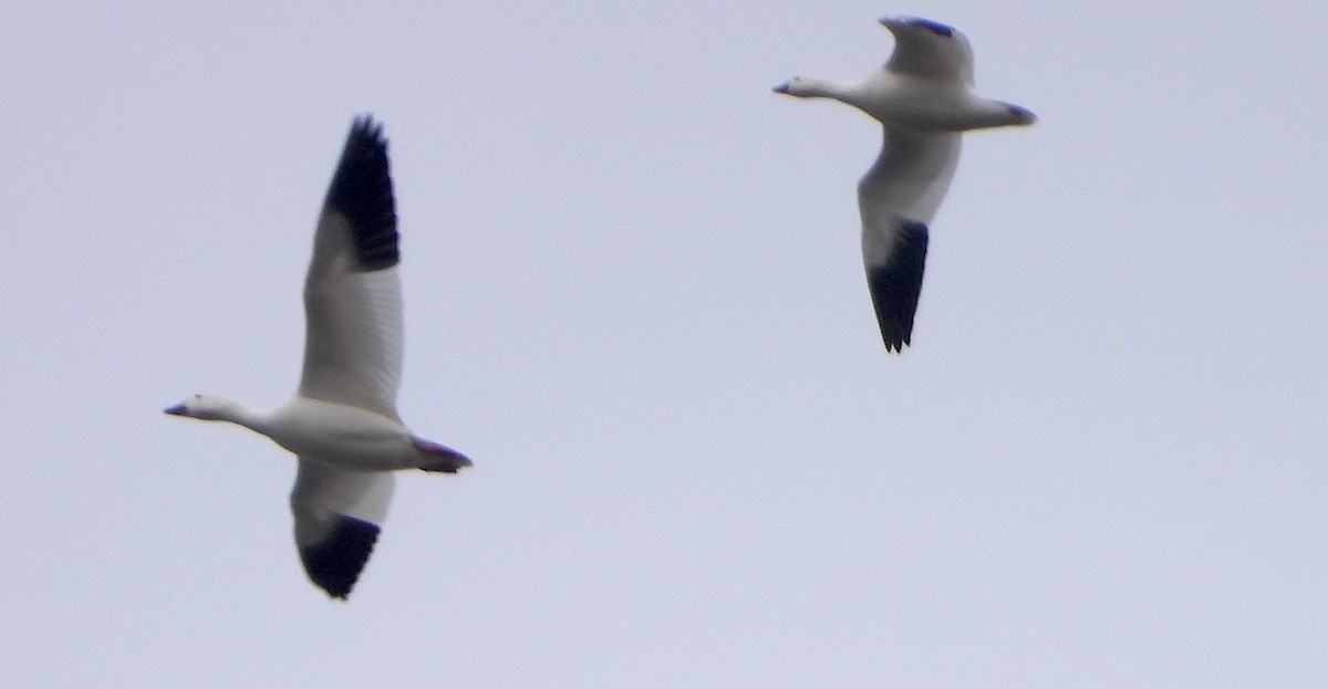 husa bělostná - ML646467945