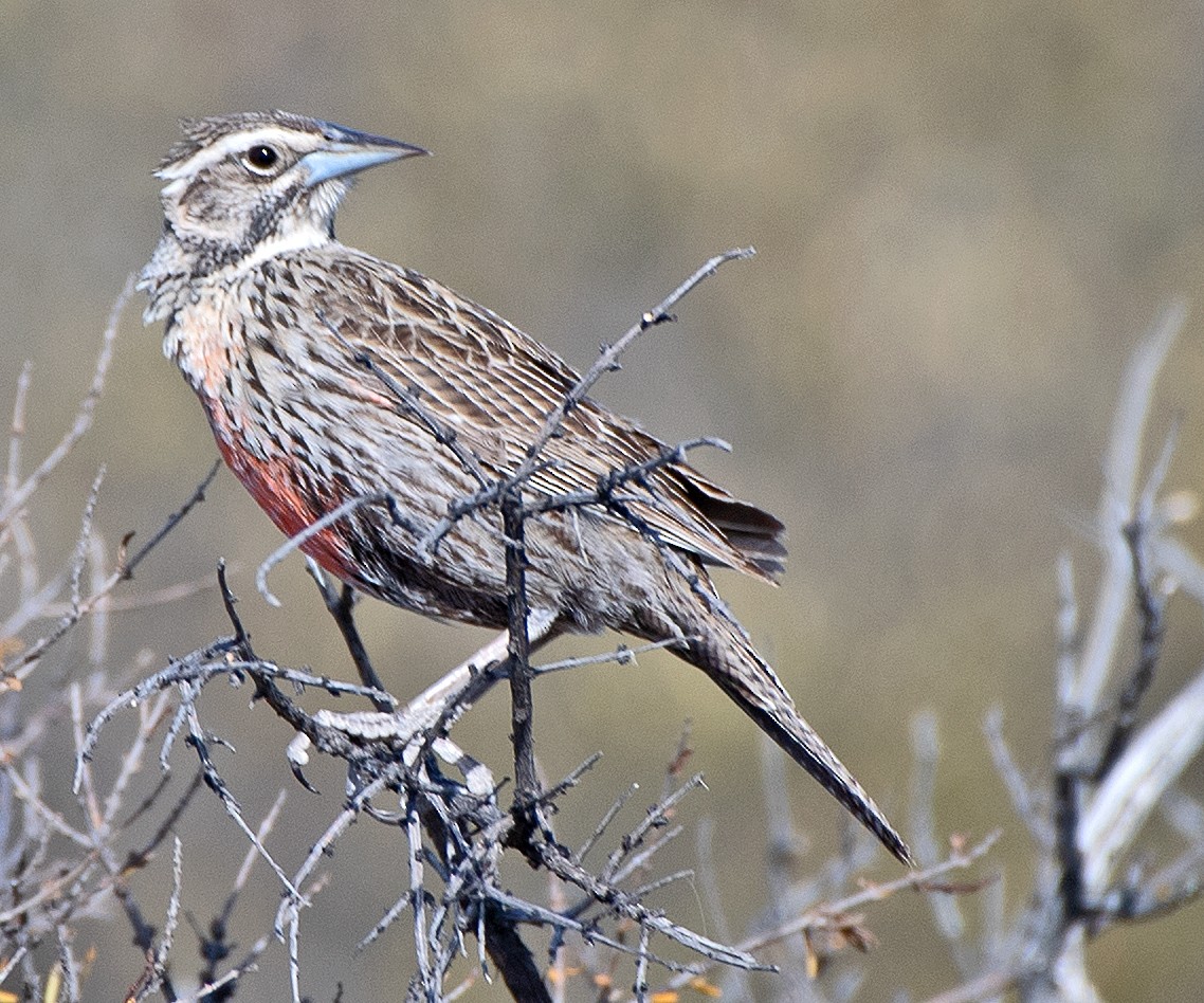 Long-tailed Meadowlark - ML646467946
