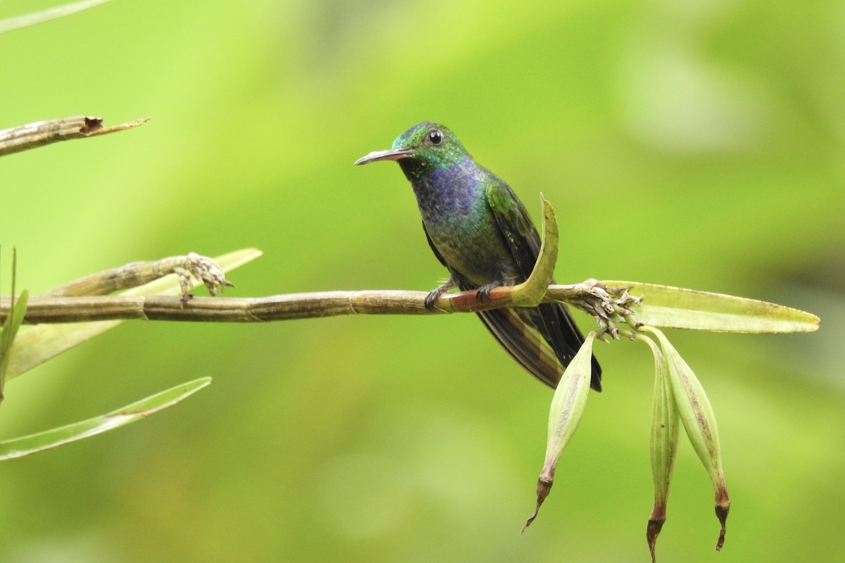Blue-chested Hummingbird - ML646467954