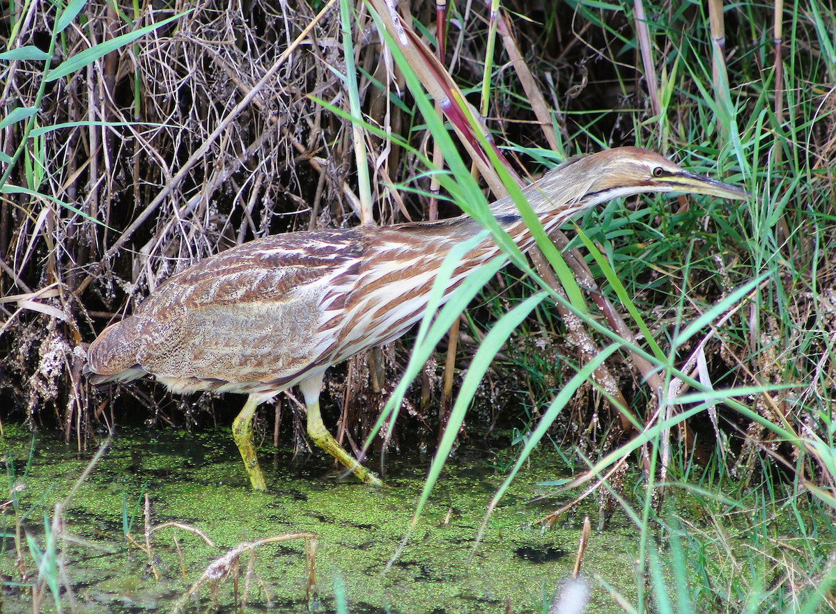 bukač severoamerický - ML646467958