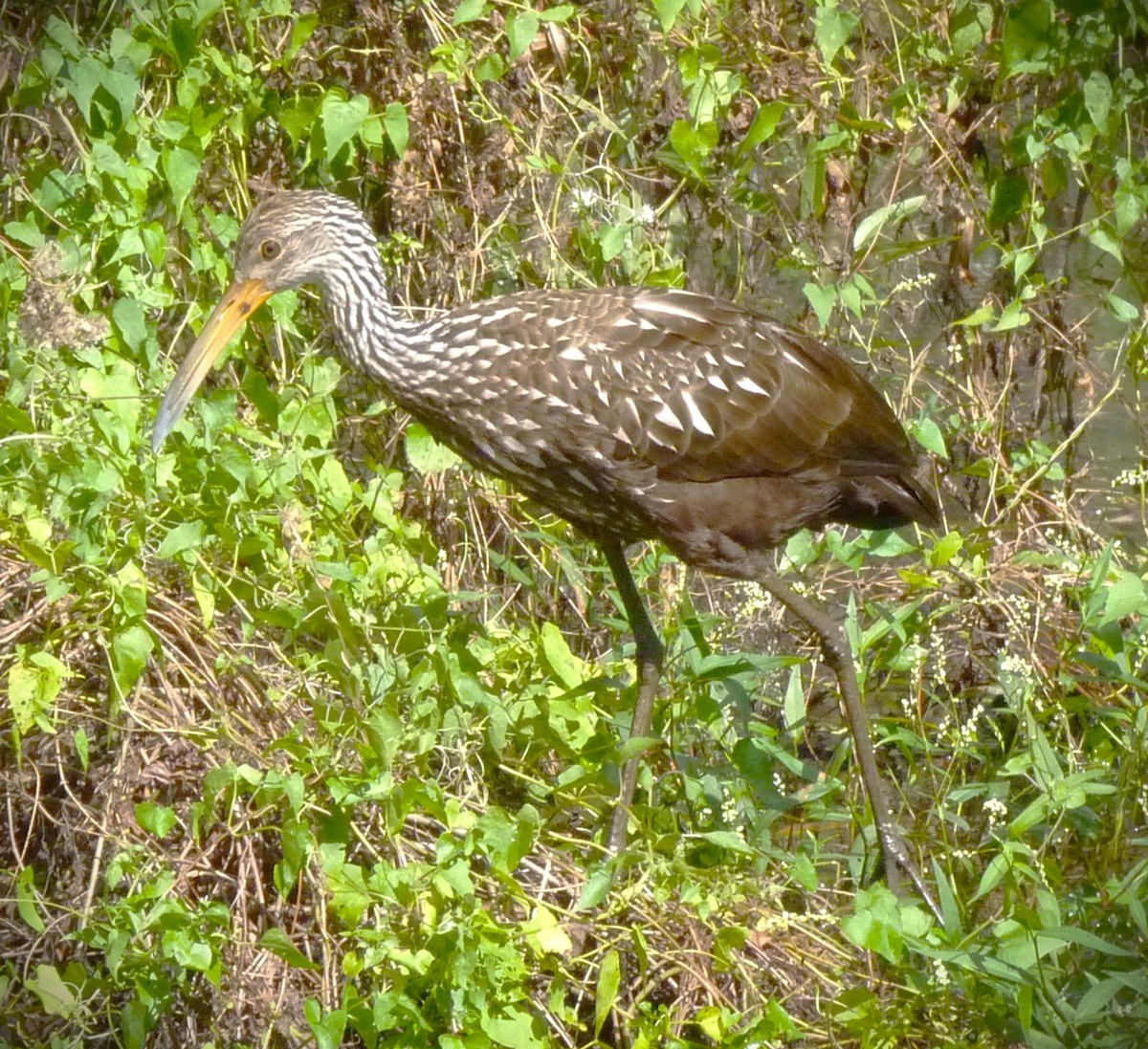 Limpkin - ML646467959