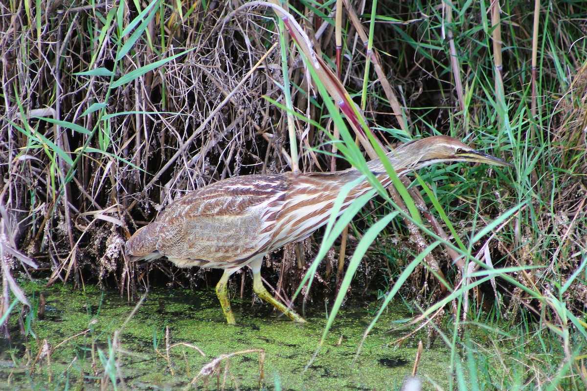 bukač severoamerický - ML646467960