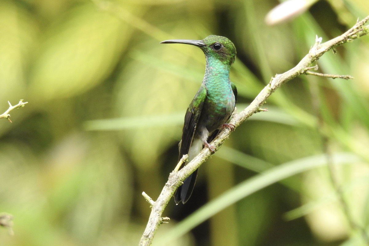 White-vented Plumeleteer - ML646467961