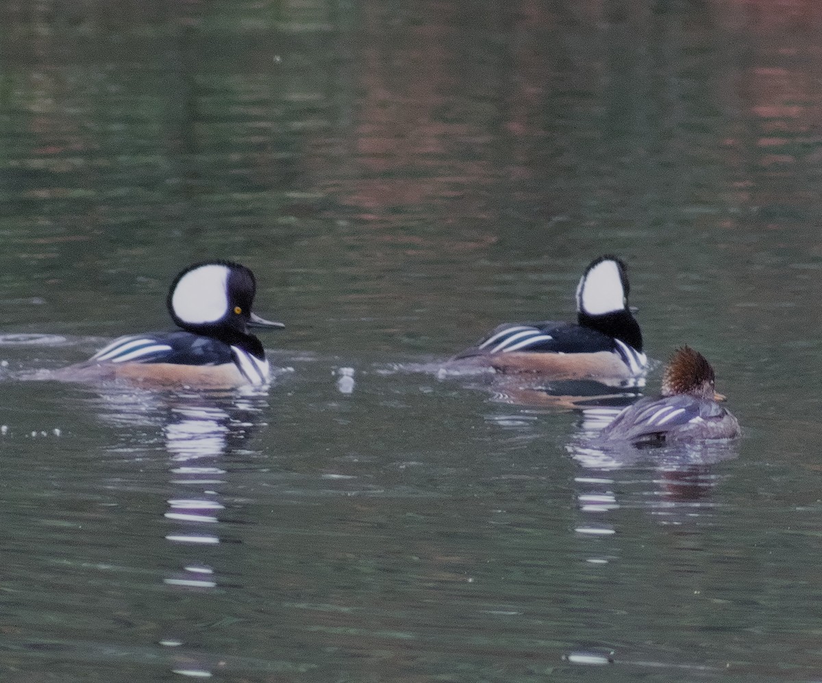 Smergo dal cappuccio - ML646467965