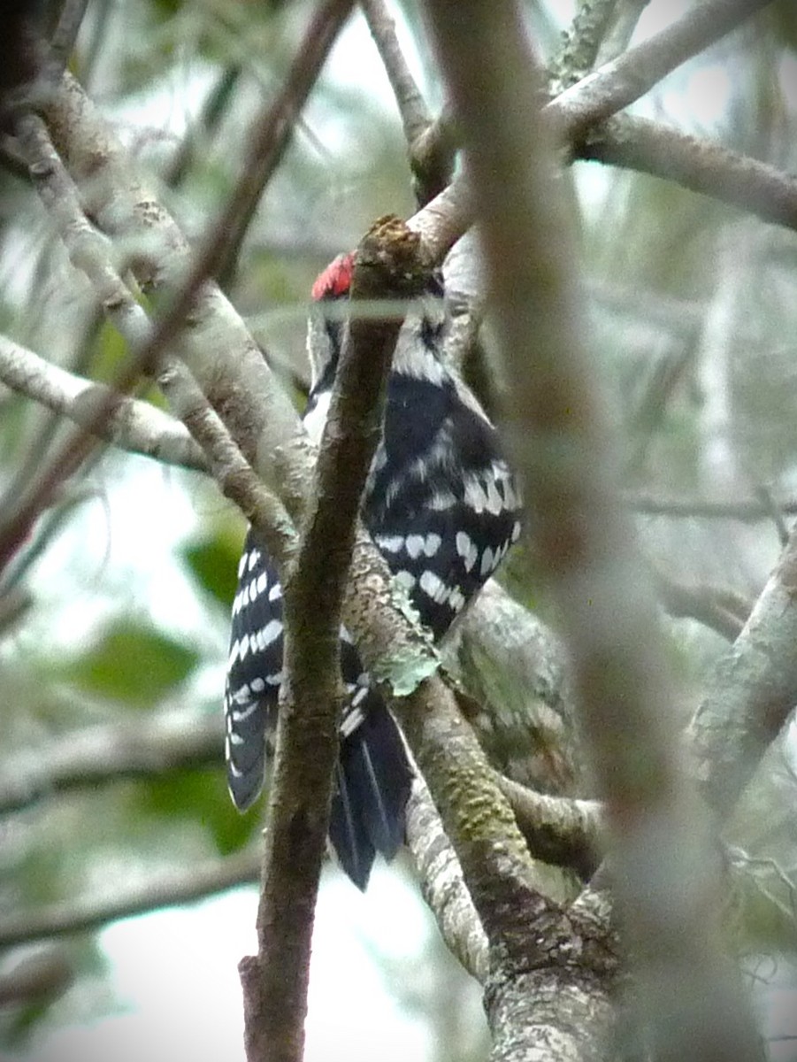 Downy Woodpecker - ML646467966