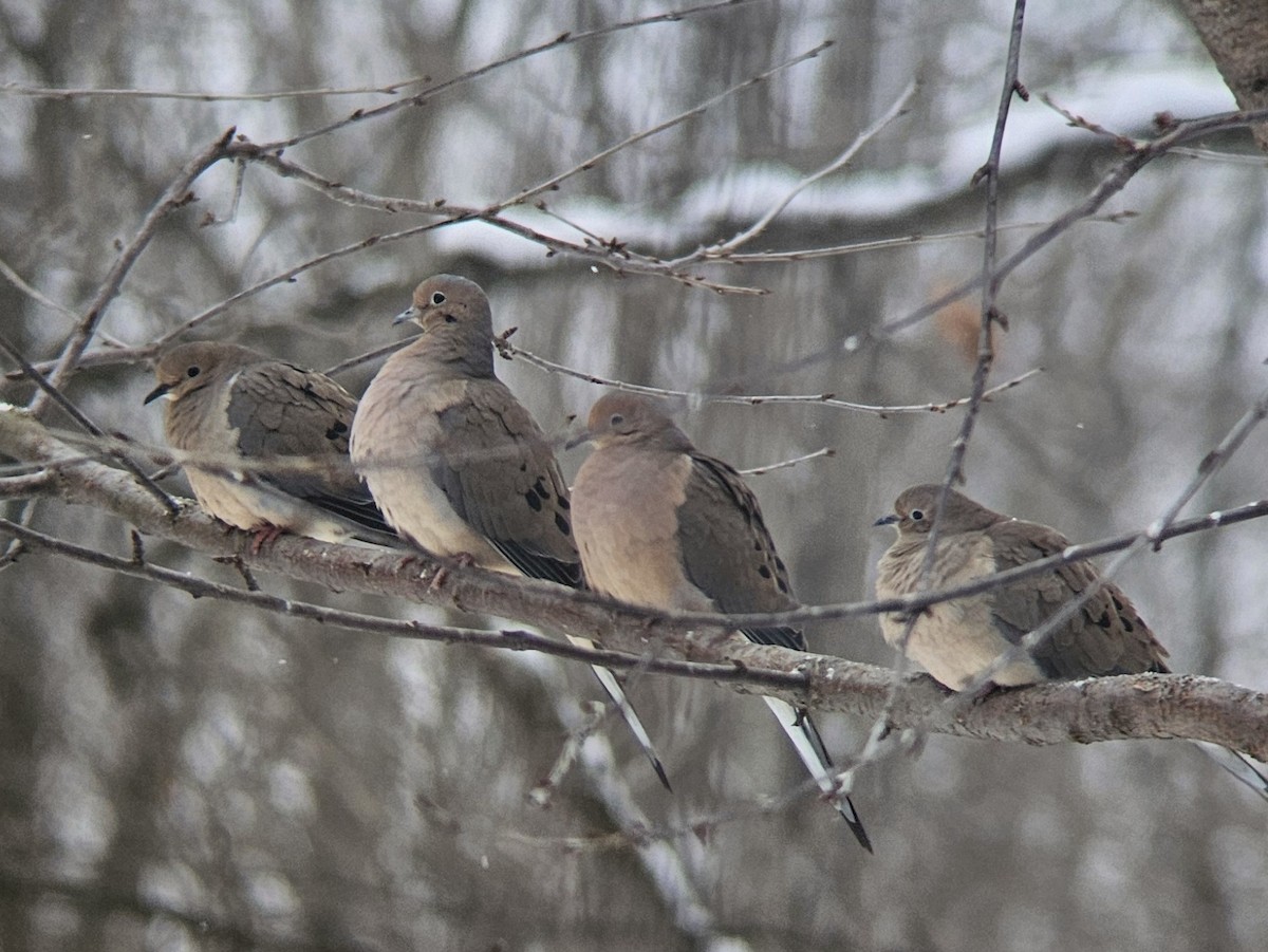 Mourning Dove - ML646467967