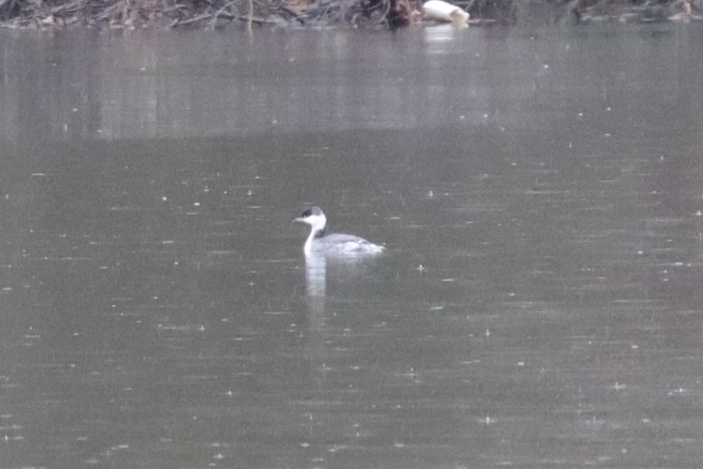 Horned Grebe - ML646467968