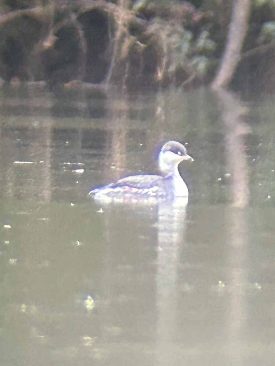 Horned Grebe - ML646467969