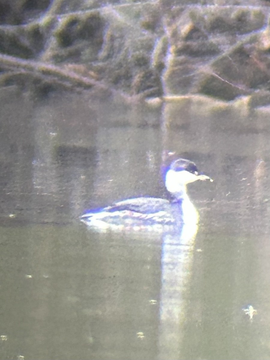Horned Grebe - ML646467970
