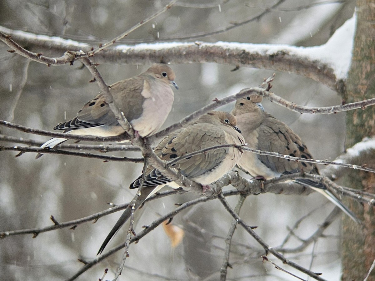 Mourning Dove - ML646467971