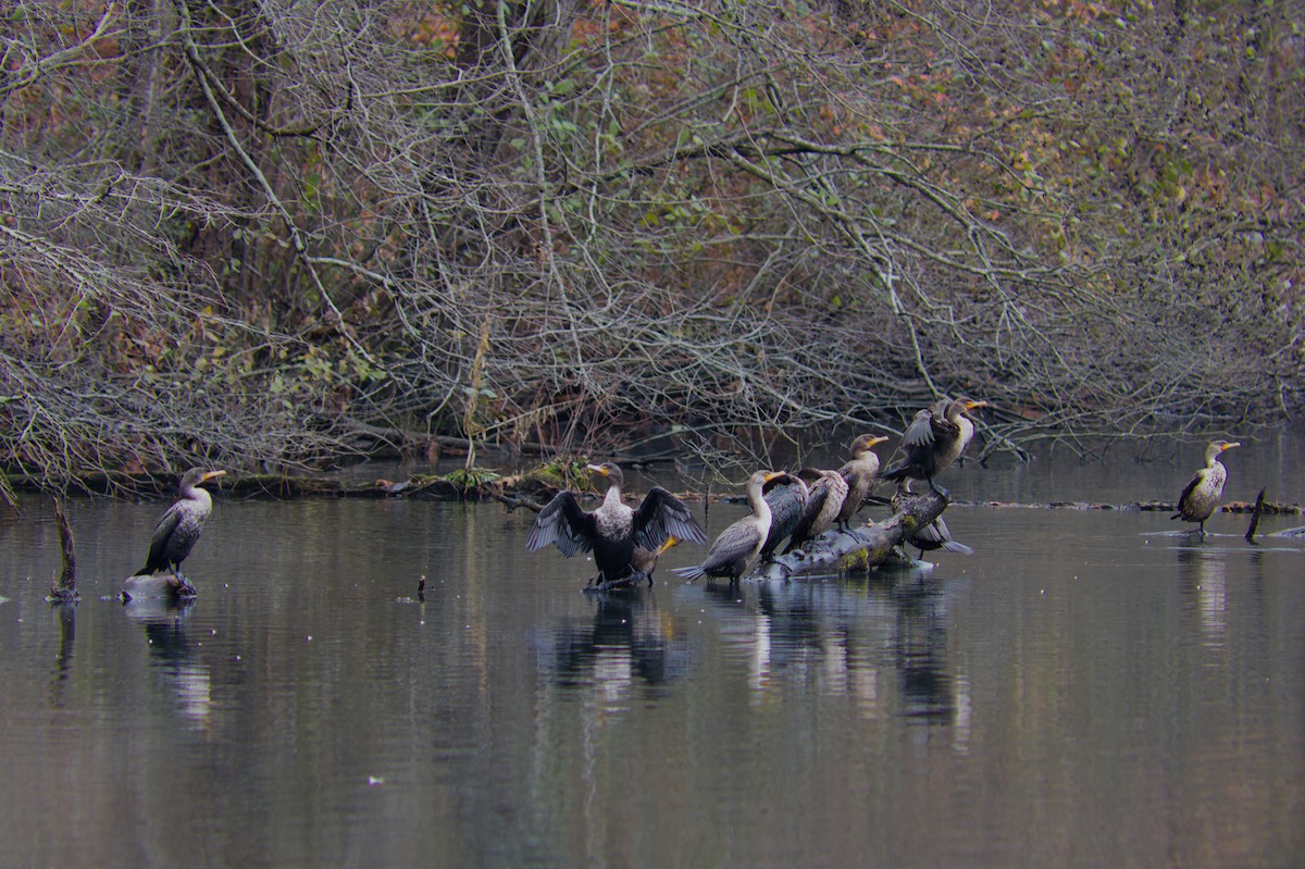 Double-crested Cormorant - ML646467976