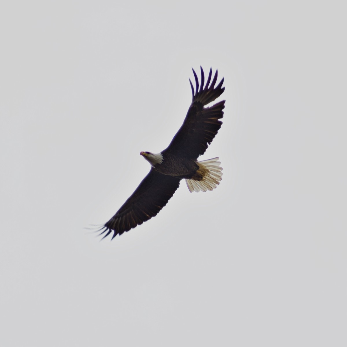 Bald Eagle - ML646467978