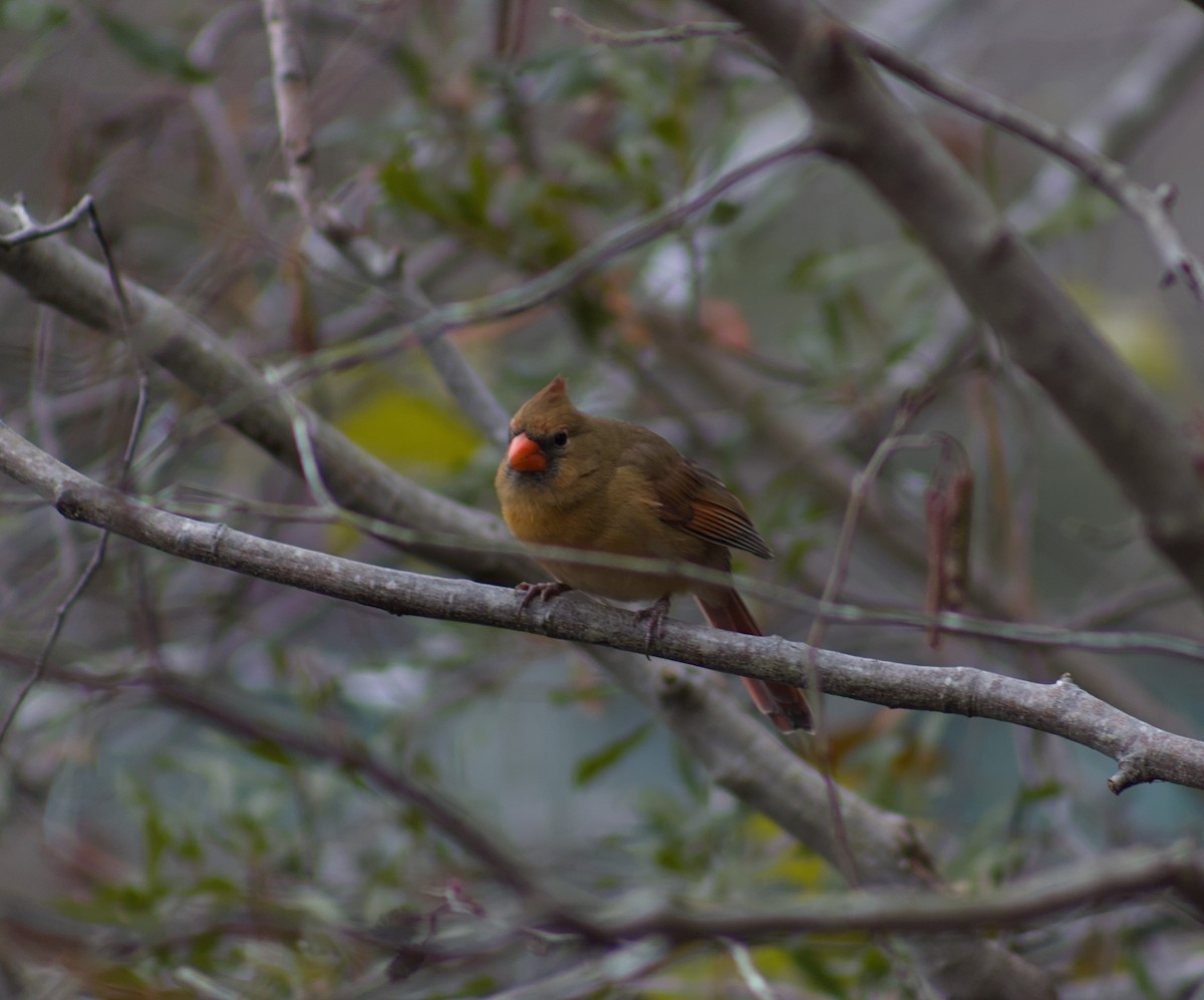 Northern Cardinal - ML646467982