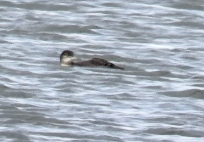 Pacific Loon - ML646467983