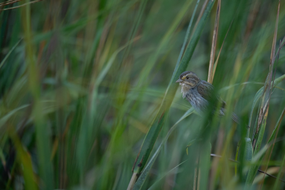 Seaside Sparrow - ML646467987