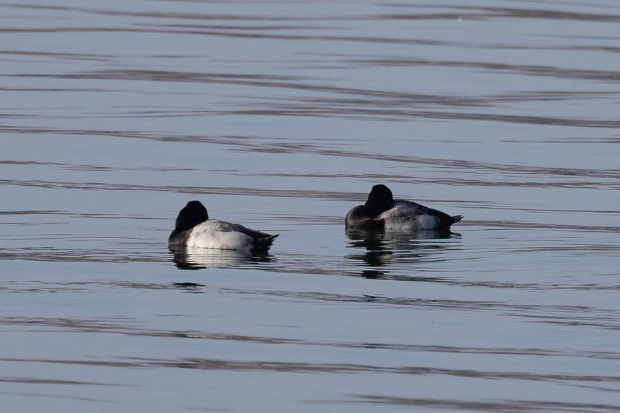 Lesser Scaup - ML646467991